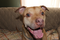 Cathy's Tan Pitbull Mix