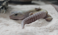 Cathy's Leopard Gecko Named Dino