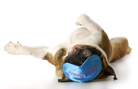 dog rolled over wearing eye mask